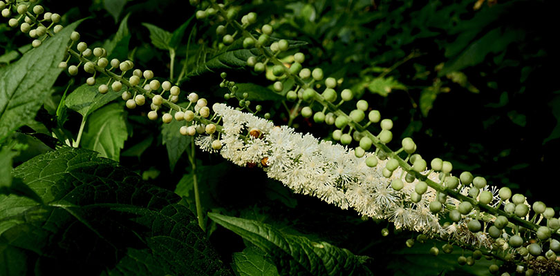 Black Cohosh