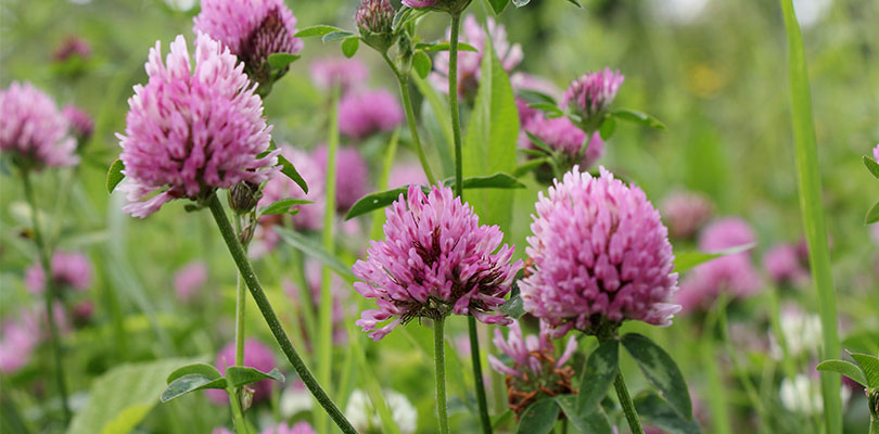 Red Clover